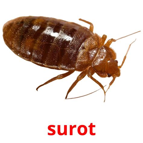 SUROT (Tagalog).